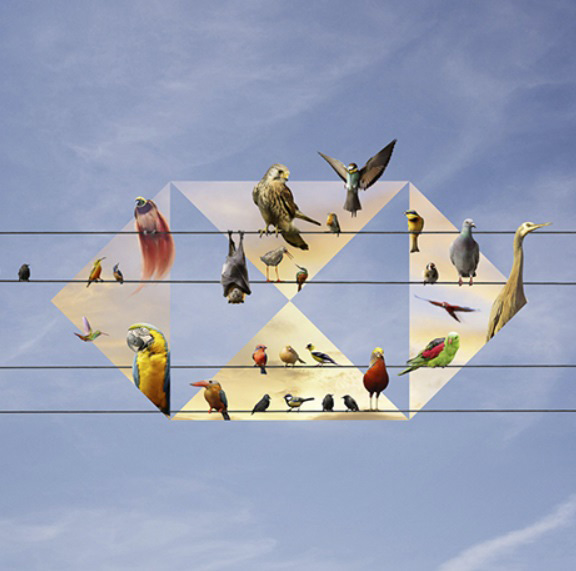 HSBC Logo with birds